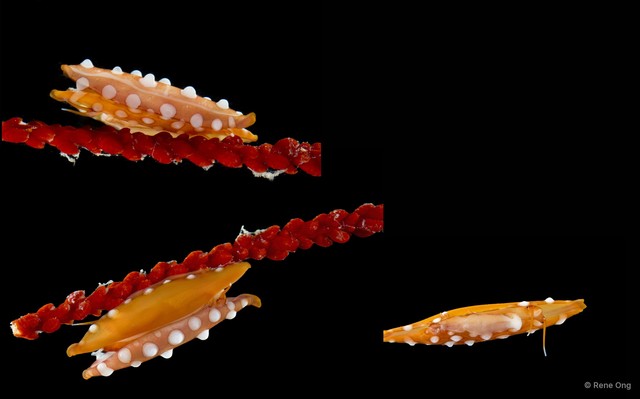 Ovulidae sp. "4" • © Rene Ong • All Rights Reserved