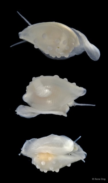 Ovulidae sp. "Allied cowrie 1" • © Rene Ong • All Rights Reserved