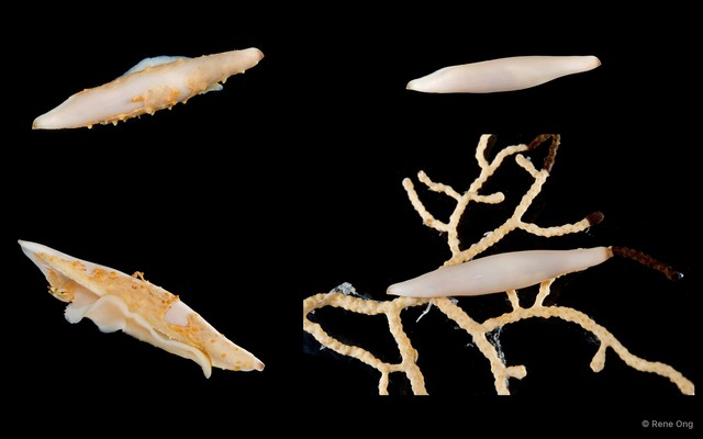 Ovulidae sp. "Allied cowrie 2" • © Rene Ong • All Rights Reserved