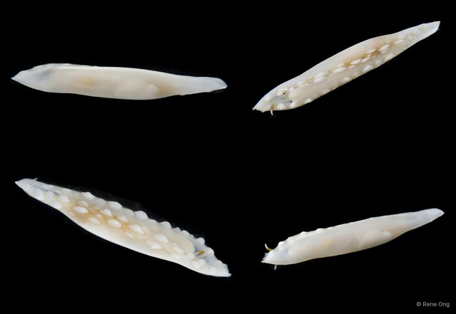 Ovulidae sp. "Allied cowrie 3" • © Rene Ong • All Rights Reserved
