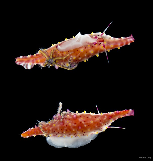 Ovulidae sp. "Allied cowrie 4" • © Rene Ong • All Rights Reserved