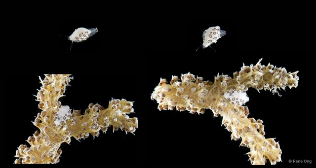 Ovulidae sp. "False cowrie 1" • © Rene Ong • All Rights Reserved