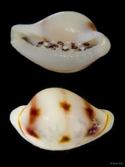 Diminovula alabaster • © Rene Ong • All Rights Reserved