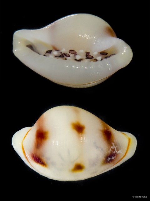 Diminovula alabaster • © Rene Ong • All Rights Reserved