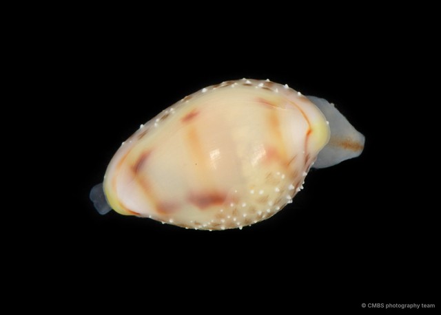 Diminovula alabaster