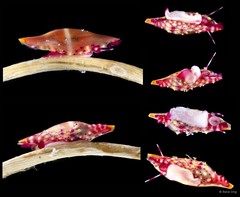 Phenacovolva sp. "b711f7d6"