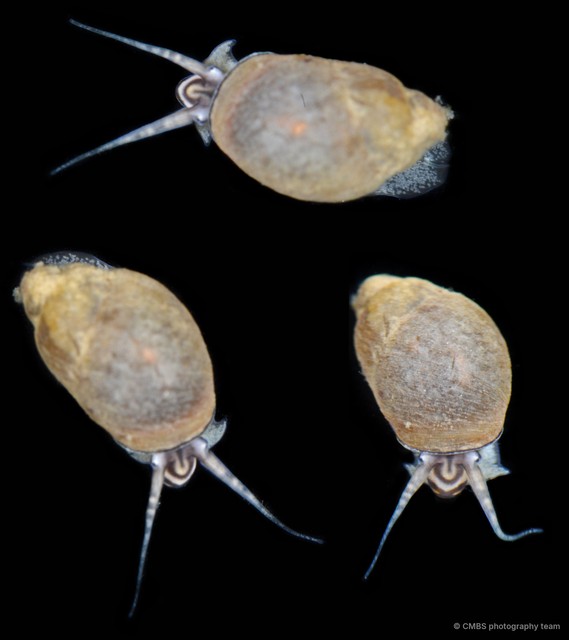 Stenothyridae sp. "b711f6fa" • © CMBS photography team • All Rights Reserved