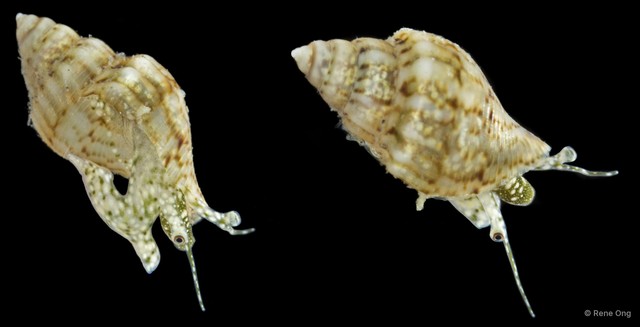 Strombidae sp. "INT-1374" • © Rene Ong • All Rights Reserved
