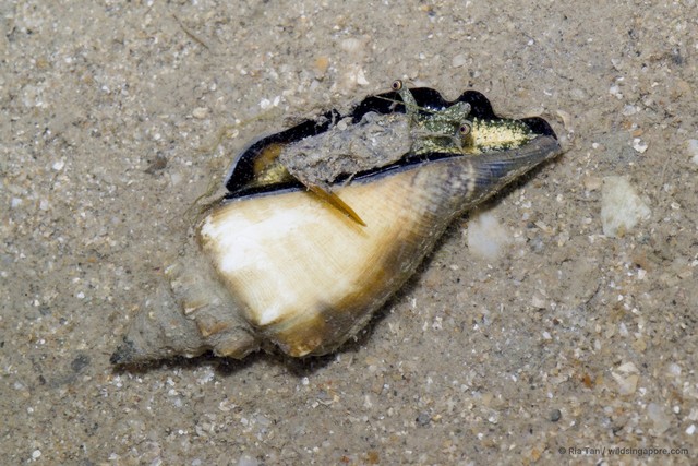 Canarium urceus