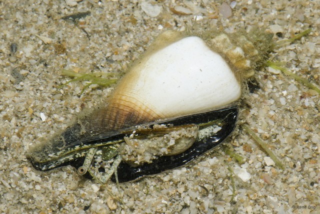Canarium urceus