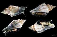 Canarium urceus • © Rene Ong • All Rights Reserved