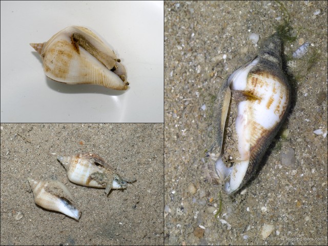 Dolomena marginata