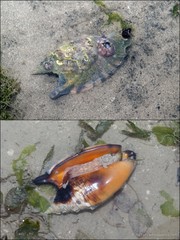 Euprotomus aratrum (Röding, 1798)