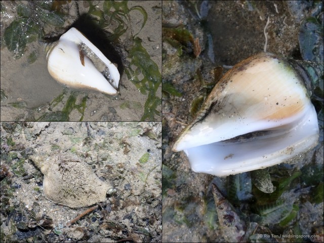 Laevistrombus turturella