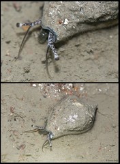 Laevistrombus turturella • © Rene Ong • All Rights Reserved