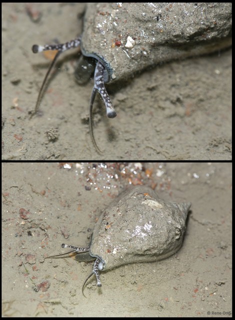 Laevistrombus turturella