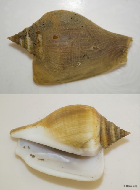 Laevistrombus turturella