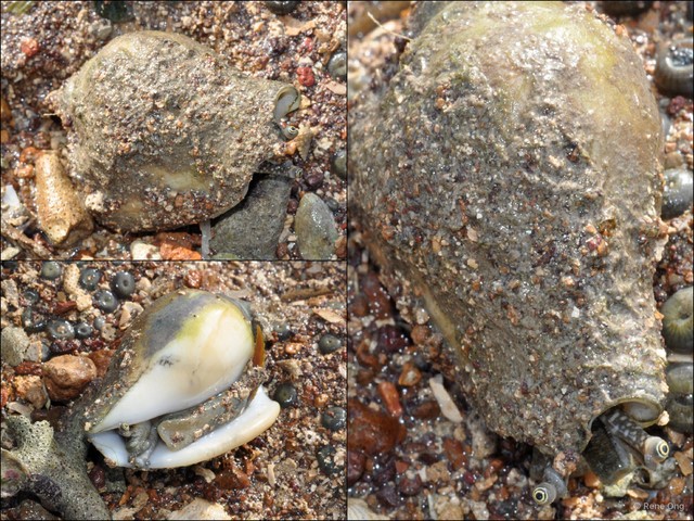 Laevistrombus turturella