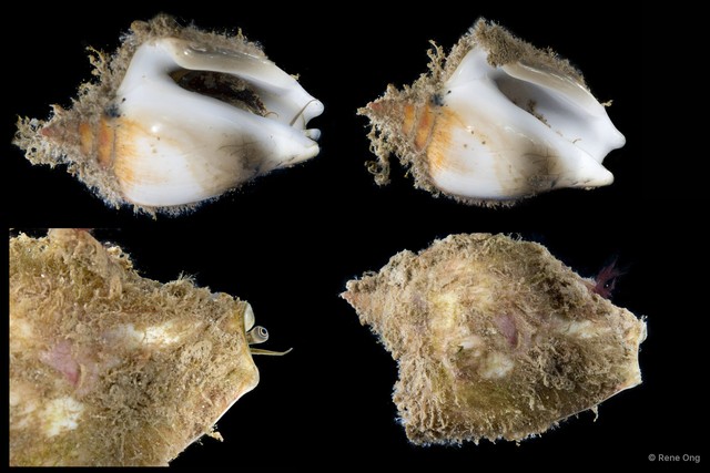Laevistrombus turturella