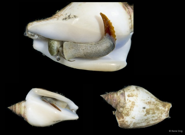 Laevistrombus turturella