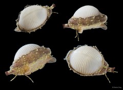 Trivirostra oryza • © Rene Ong • All Rights Reserved