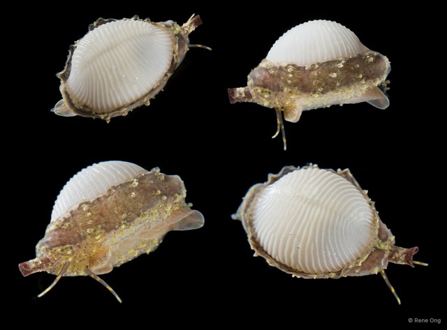 Trivirostra oryza