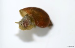 Radix rubiginosa • © Ng Ting Hui • All Rights Reserved