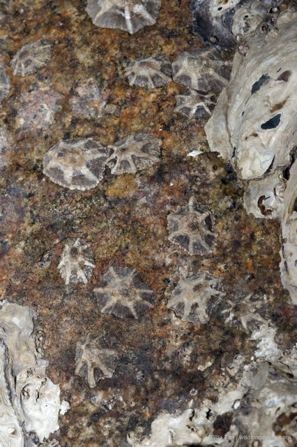 Patelloida saccharinoides • © Ria Tan • All Rights Reserved