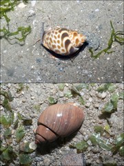 Babylonia spirata • © Ria Tan • All Rights Reserved