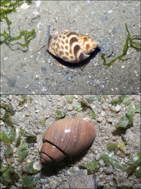Babylonia spirata