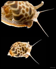 Babylonia spirata • © Rene Ong • All Rights Reserved
