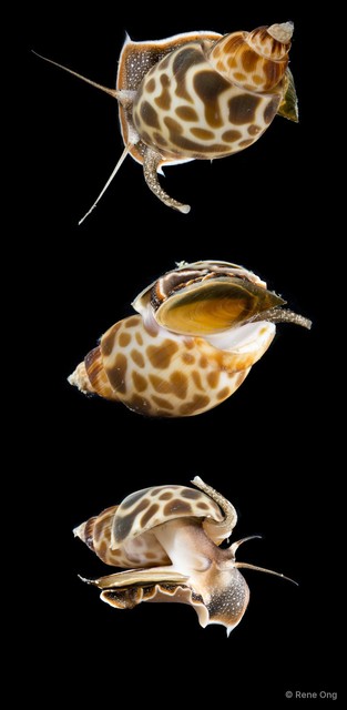 Babylonia spirata