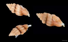 Clathurellidae sp. "fa1628a3"