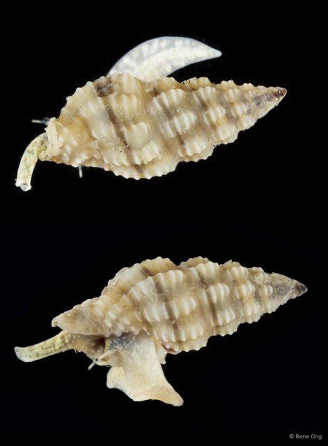 Lienardia sp. "fa1628ac" • © Rene Ong • All Rights Reserved