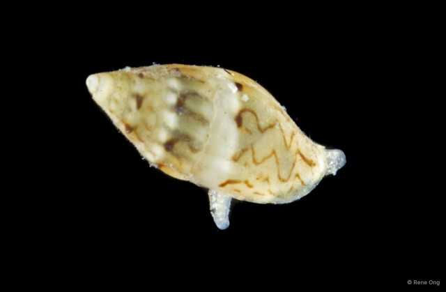 Columbellidae sp. "4" • © Rene Ong • All Rights Reserved