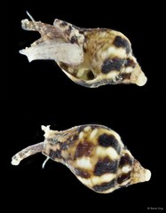 Columbellidae sp. "5"