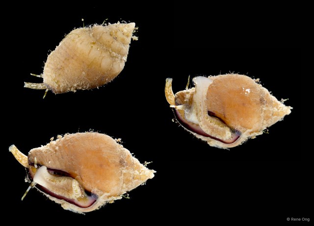 Columbellidae sp. "7" • © Rene Ong • All Rights Reserved