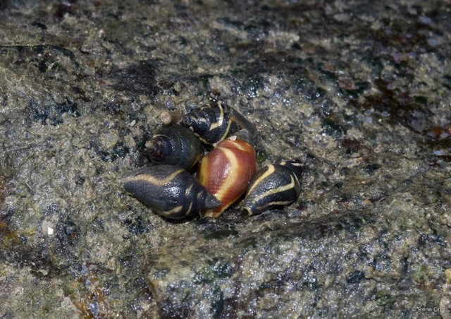 Columbellidae sp. "Dove snail" • © Rene Ong • All Rights Reserved