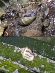 Euplica scripta • © Ria Tan • All Rights Reserved