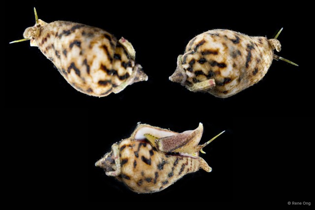 Euplica scripta