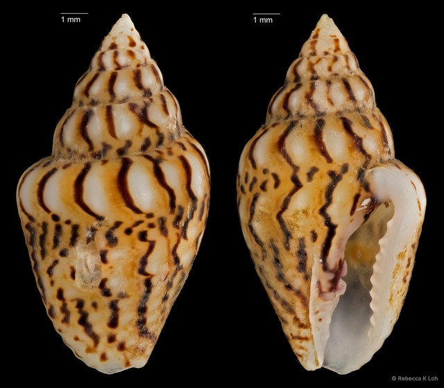 Euplica scripta • © Rebecca K Loh • All Rights Reserved
