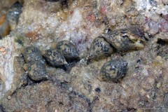 Pardalinops testudinarius • © Ria Tan • All Rights Reserved