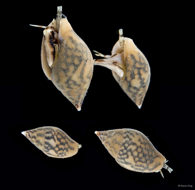 Pardalinops testudinarius