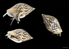 Pardalinops testudinarius • © Rene Ong • All Rights Reserved