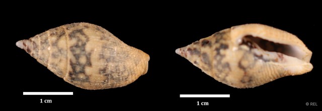Pardalinops testudinarius