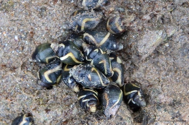 Pictocolumbella ocellata