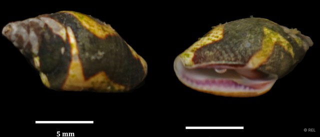 Pictocolumbella ocellata