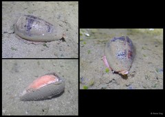 Conidae sp. "21b13147"