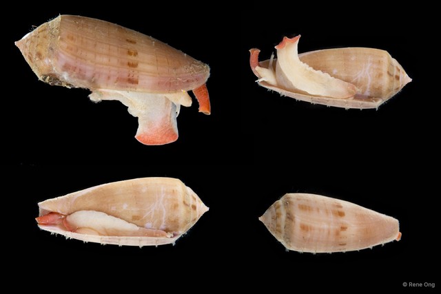 Conidae sp. "Cone snail 1" • © Rene Ong • All Rights Reserved