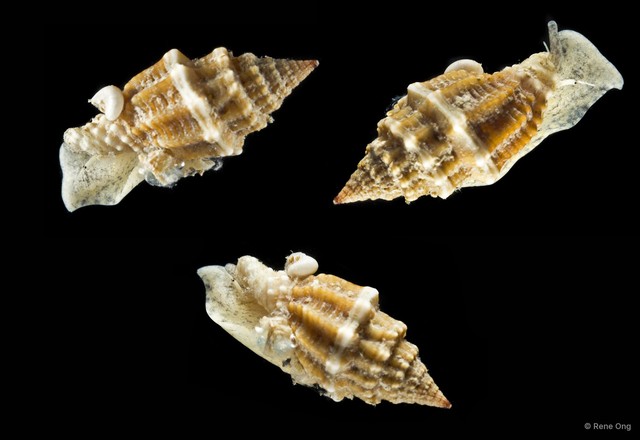 Vexillum mutabile • © Rene Ong • All Rights Reserved